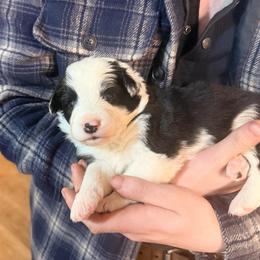 May - Black and white female Border Collie puppy in Lebanon, Oregon from Cahill’s Canines