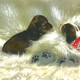 Dachshund Puppies from The Gentle Kennels