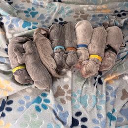 Belle - pink collar - Blue female Weimaraner puppy in Riverside, Utah from Blue Phantom Kennels