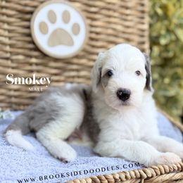 Smokey - Blue merle and white male Sheepadoodle puppy in Murrieta, California from Brookside Bernedoodles