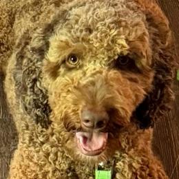 Bean - Red male Australian Labradoodle puppy in Molalla, Oregon from Golden Xpress Labradoodles