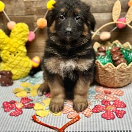 Orange - Yang - Black and red male German Shepherd puppy in Iola, Wisconsin from Aus Hütehunde German Shepherds