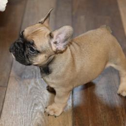 French Bulldog Puppies from Camp Fine Frenchies