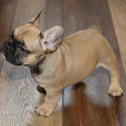 French Bulldog Puppies from Camp Fine Frenchies