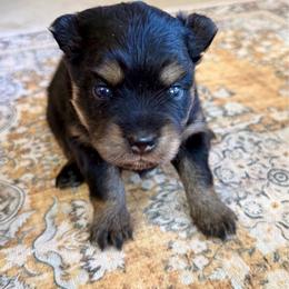 Ember - Black female Pomsky puppy in Raymondville, Missouri from Pampered Pomskies