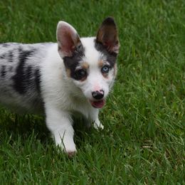 Sage - American Corgi