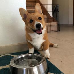 Pembroke Welsh Corgi Puppies from Rocking LJ Breeding