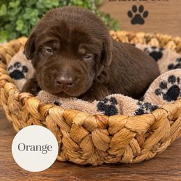 Orange - Chocolate female Labrador Retriever puppy in Dickson, Tennessee from Cane Creek Labradors