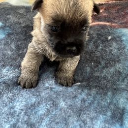 Cairn Terrier Puppies from Shining Waters Farm