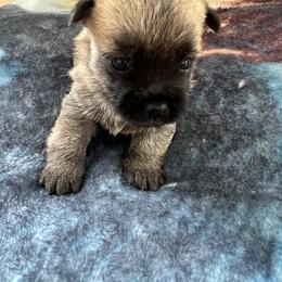 Cairn Terrier Puppies from Shining Waters Farm