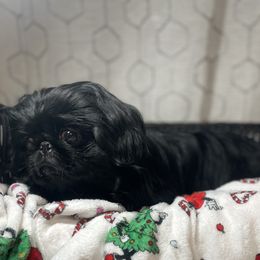Lady Bug - Pekingese