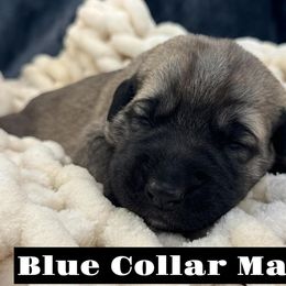 Blue Collar Male - Fawn male Anatolian Shepherd Dog puppy in Canton, Georgia from Rolling Thunder Ranch