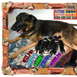 Girl 2 - female German Shepherd puppy in Murrieta, California from Diamond Oaks German Shepherds