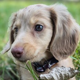 Dachshunds and Miniature Australian Shepherds from Ironwood Doxies & Aussies