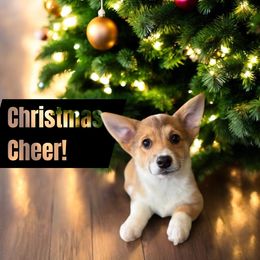 Amazing markings on this girl - Red female Pembroke Welsh Corgi puppy in Missouri from Cooler Farms Corgis