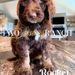 Rocket - male Newfypoo puppy in Jackson, Missouri from Two Sisters Ranch, LLC