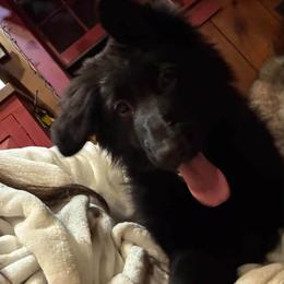 Maizy - Black female German Shepherd puppy in Hancock, New Hampshire from Kysarah German Shepherds