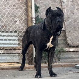 Kilo - Cane Corso