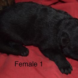 German Shepherd Puppies from Kraften K9