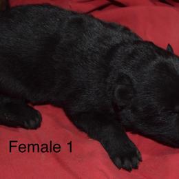 German Shepherd Puppies from Kraften K9