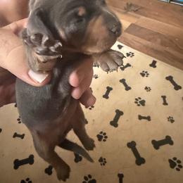Sadie - Blue and tan female Dachshund puppy in Wappapello, Missouri from Kandb Dachshunds