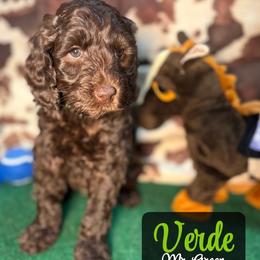 Verde - Chocolate female Australian Labradoodle puppy in Richmond, Kentucky from Happy Time Doodles