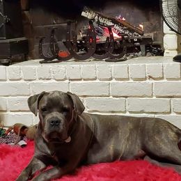 Cane Corso from Liberty-Belle Kennels