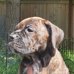 Cane Corso Puppies from King of Kings Cane Corso