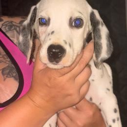 Light blue collar boy - White and black male Dalmatian puppy in Toledo, Ohio from Exquisite Dalmatians & Standard Poodles