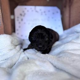 Gabby - Brindle female Dachshund puppy in Mc Alester, Oklahoma from A Anchor Farm