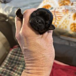 Teal collar - Black and tan female Shih Tzu puppy in Kosciusko, Mississippi from The Dog House LLC