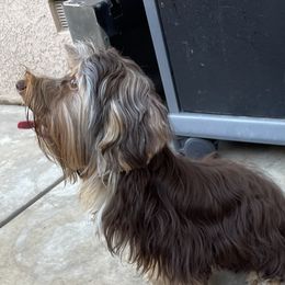 Beau - Yorkshire Terrier