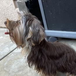 Beau - Yorkshire Terrier