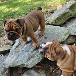 Bulldog Puppies from Grace's Bulldogs