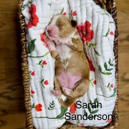 Purple - Red  female Goldendoodle puppy in Springville, Utah from JW Doodles