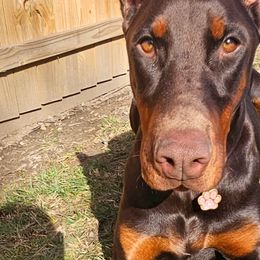 Doberman Pinschers from Little Dragon Dobermans