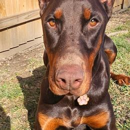 Doberman Pinschers from Little Dragon Dobermans