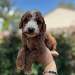 Timon - Red  male Goldendoodle puppy in Jacksonville, Florida from Dandelion Doodles