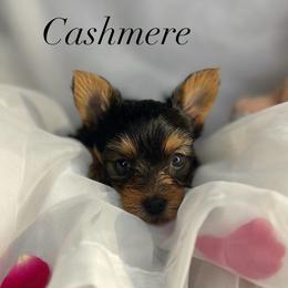 Cashmere - Black and gold female Yorkshire Terrier puppy in Tyler, Texas from YorkiStars