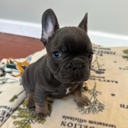 Murdock - Blue male French Bulldog puppy in Belleville, Illinois from Poppy’s Frenchies
