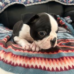 Koda - Black brindle and white male Boston Terrier puppy in Whittemore, Michigan from Woof Pack