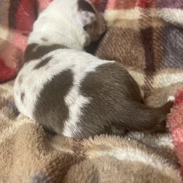 Boy 7 - Liver and white male American Corgi puppy in Grants Pass, Oregon from KnR Antler Dogs