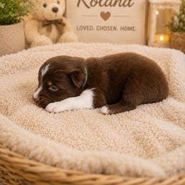 Bay now Roland - Red tri male Miniature Australian Shepherd puppy in Idalou, Texas from Lonesome Pine Mini Aussies