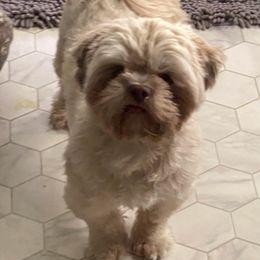 Molokini - Shih Tzu