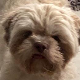 Molokini - Shih Tzu