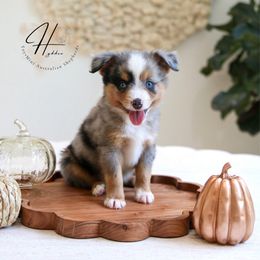 Earth - Blue merle male Toy Australian Shepherd puppy in Charlestown, Indiana from Hydden Aussies