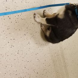 Lapponian Herder Puppies from Kuulas Kennels