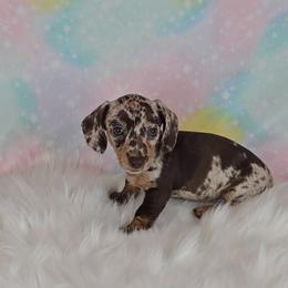 Dachshund Puppies from Newbern's Nuggets