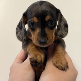 Millie AKC Registered 3300 - Dapple female Dachshund puppy in Staley, North Carolina from Waite's Dachshunds