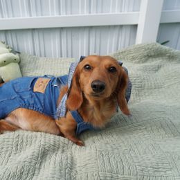 Frankie - Dachshund